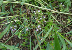 Thymus sibiricus