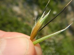 Avena sterilis