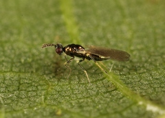 Diglyphus isaea