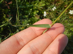 Avena sterilis