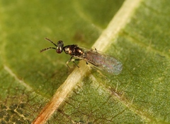 Diglyphus isaea