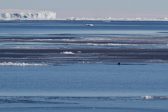 Balaenoptera bonaerensis