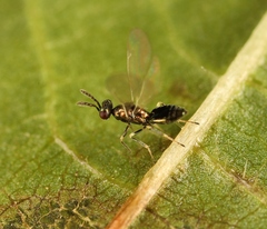 Diglyphus isaea