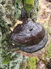Fomitopsis pinicola