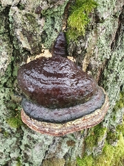 Fomitopsis pinicola