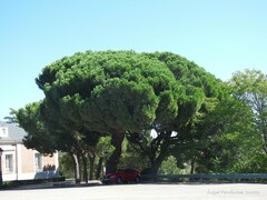 Pinus pinea
