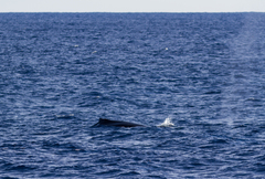 Megaptera novaeangliae australis