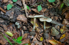 Inocybe haemacta