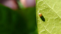 Papilionidae