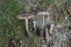 Inocybe haemacta