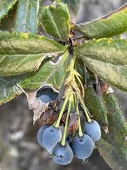 Berberis ilicifolia
