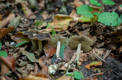 Agrocybe firma