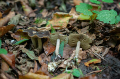 Agrocybe firma
