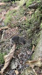Sorex trowbridgii