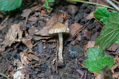 Inocybe erinaceomorpha