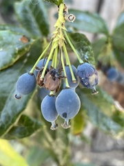Berberis ilicifolia