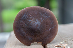Agrocybe firma
