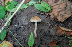 Inocybe erinaceomorpha