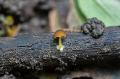 Pluteus romellii
