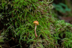 Gymnopilus picreus