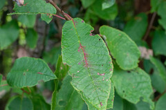 Pucciniastrum areolatum