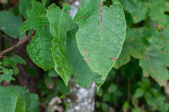 Pucciniastrum areolatum