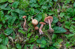 Laccaria macrocystidiata