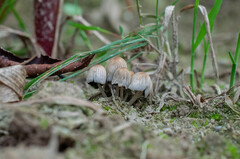 Setulosi