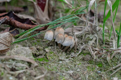 Setulosi