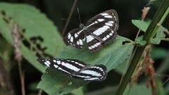 Neptis hylas