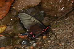 Parides vertumnus