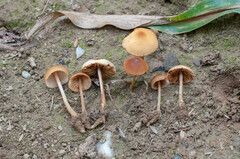 Conocybe antipus