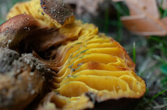 Phylloporus pelletieri