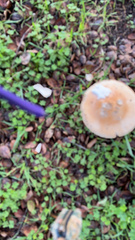 Amanita velosa