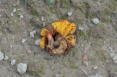 Phylloporus pelletieri