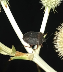 Carpocorini