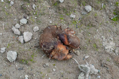 Phylloporus pelletieri