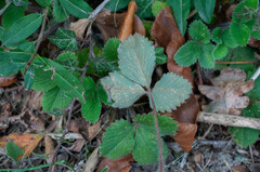 Phragmidium fragariae