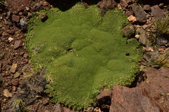 Azorella monantha