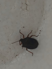 Carpocorini