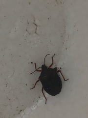 Carpocorini