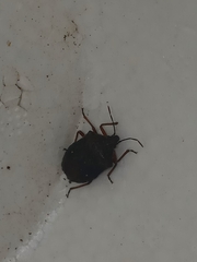 Carpocorini