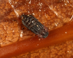 Micropeplus staphylinoides