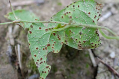 Puccinia polygoni