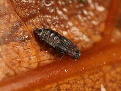 Micropeplus staphylinoides