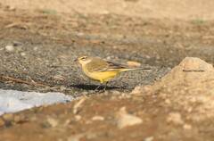Motacilla flava