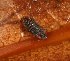 Micropeplus staphylinoides