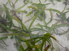 Cymodocea rotundata