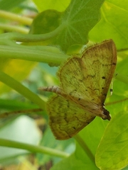 Herpetogramma dorsipunctalis