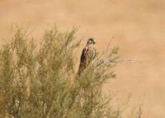 Falco tinnunculus